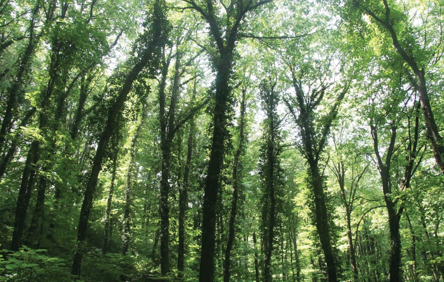 GEF Grant Targets Serbian Forests CorD Magazine