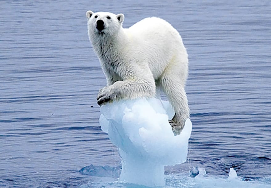 Mother Nature vs. Climate Change Polar Bear