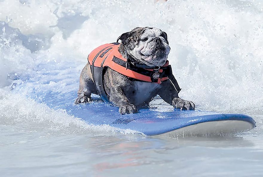 Surf City Surf Dog CorD Magazine
