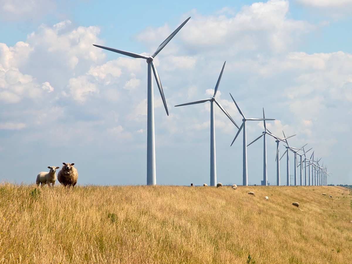 Largest wind farm in Serbia launches operations