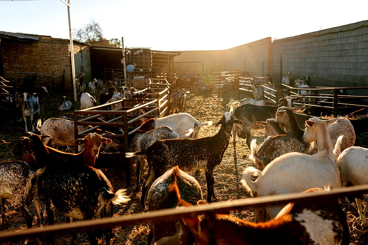 Serbia Allocates 33 Billion RSD to Support Livestock Sector
